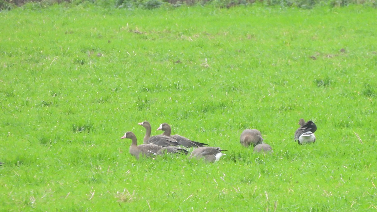 Oie rieuse - ML645167348