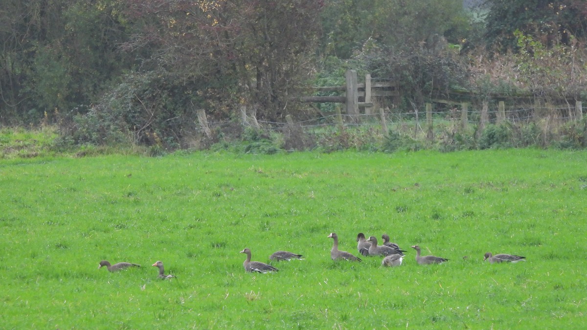 Oie rieuse - ML645167349