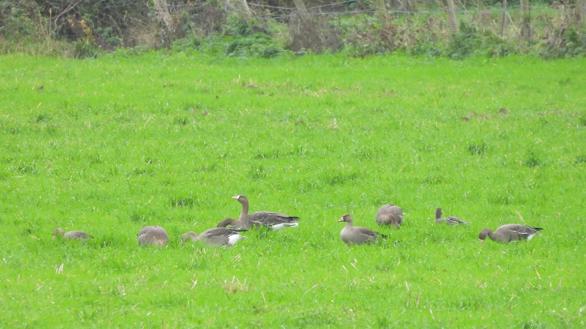 Oie rieuse - ML645167350