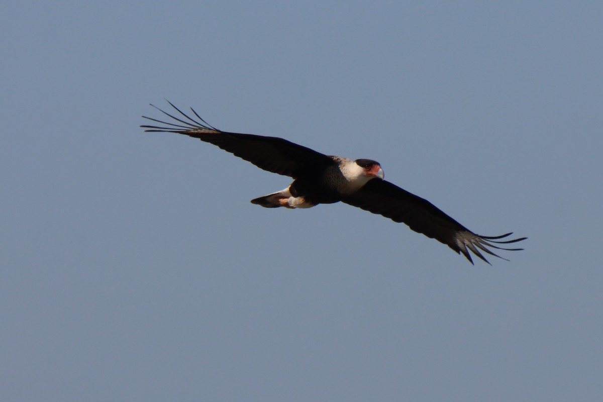 Caracara huppé - ML645167351