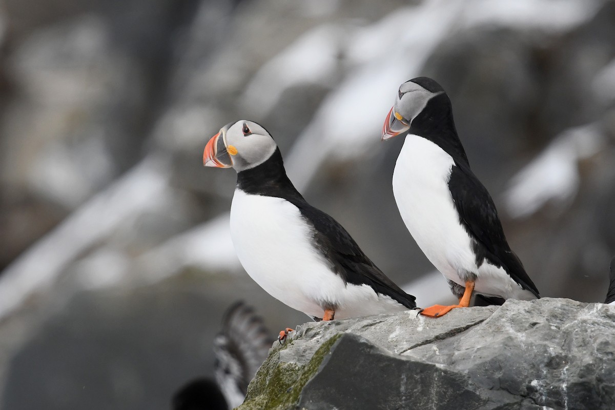 Macareux moine - ML645167352