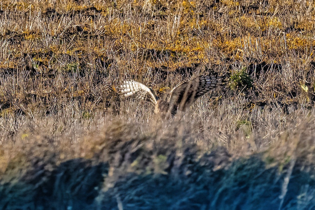 Busard Saint-Martin - ML645167354