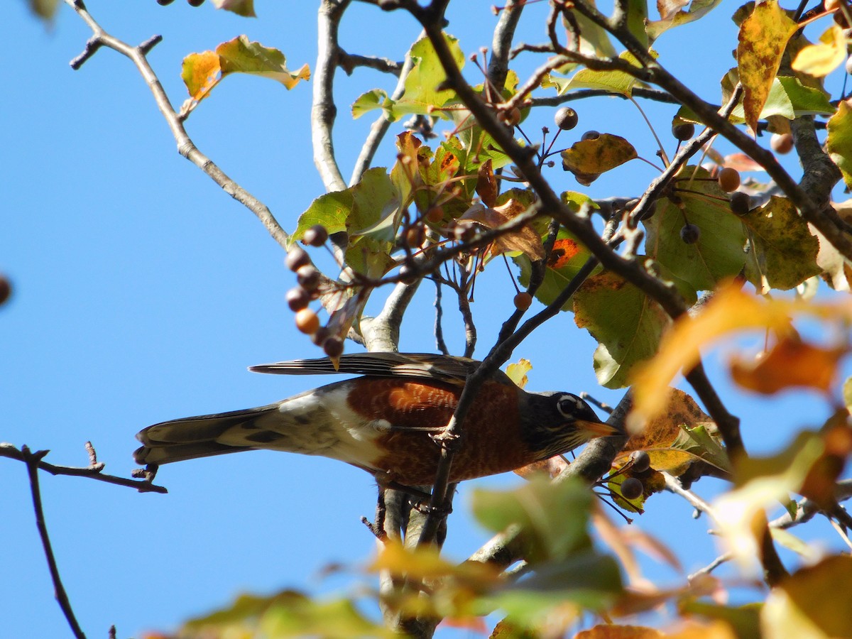 Merle d'Amérique - ML645167355