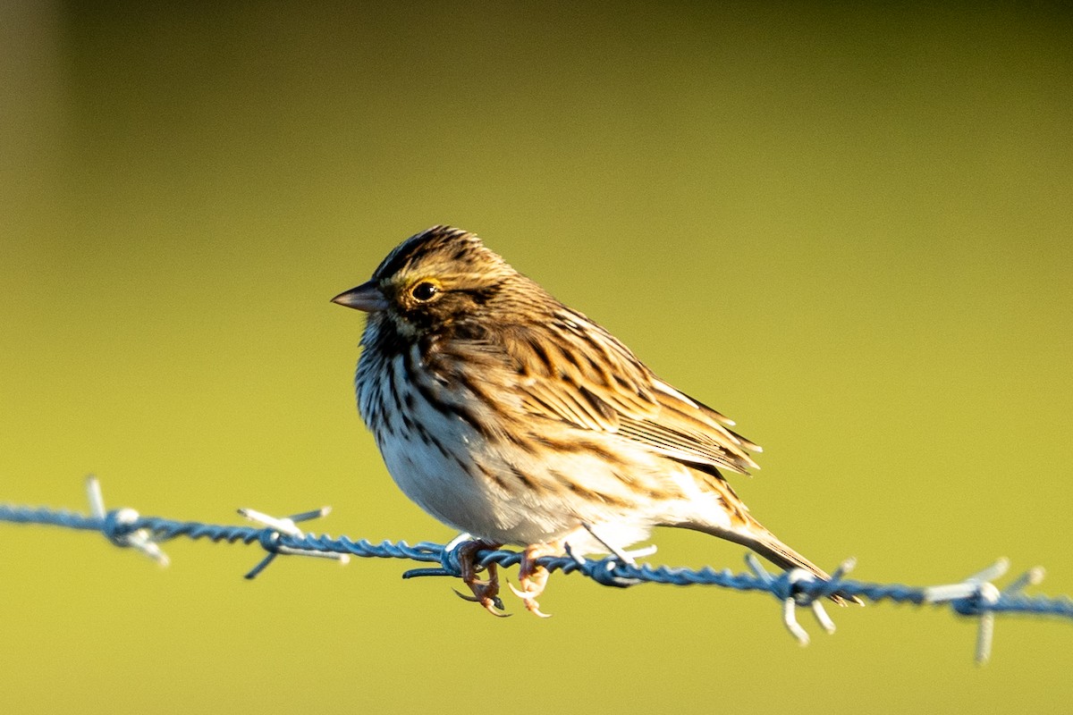 Bruant des prés - ML645167356