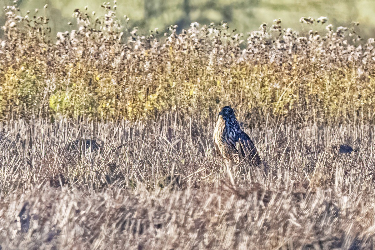 Busard Saint-Martin - ML645167357