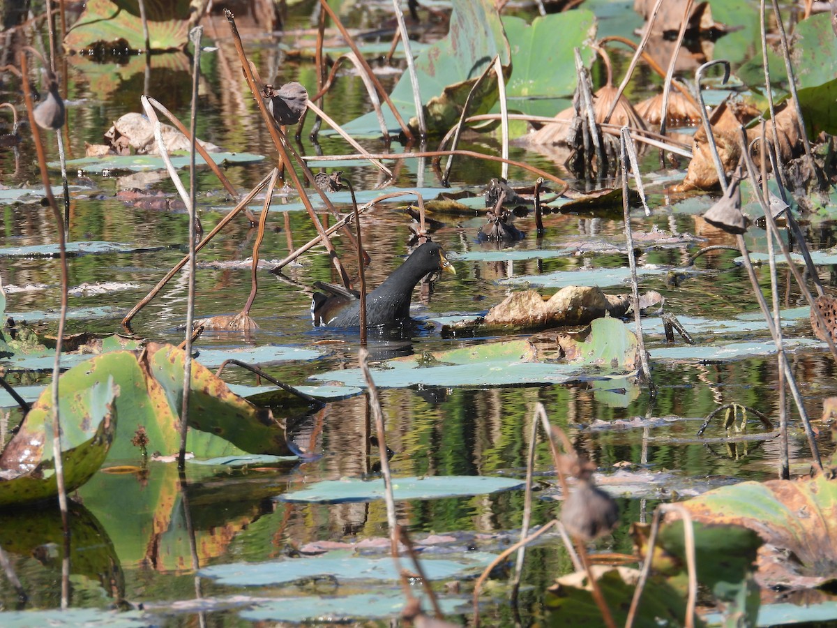 Gallinule d'Amérique - ML645167358