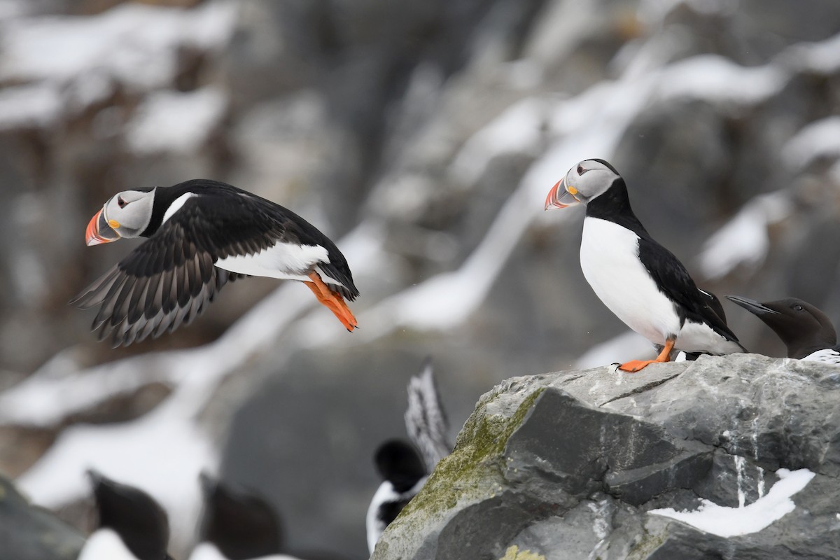 Macareux moine - ML645167359