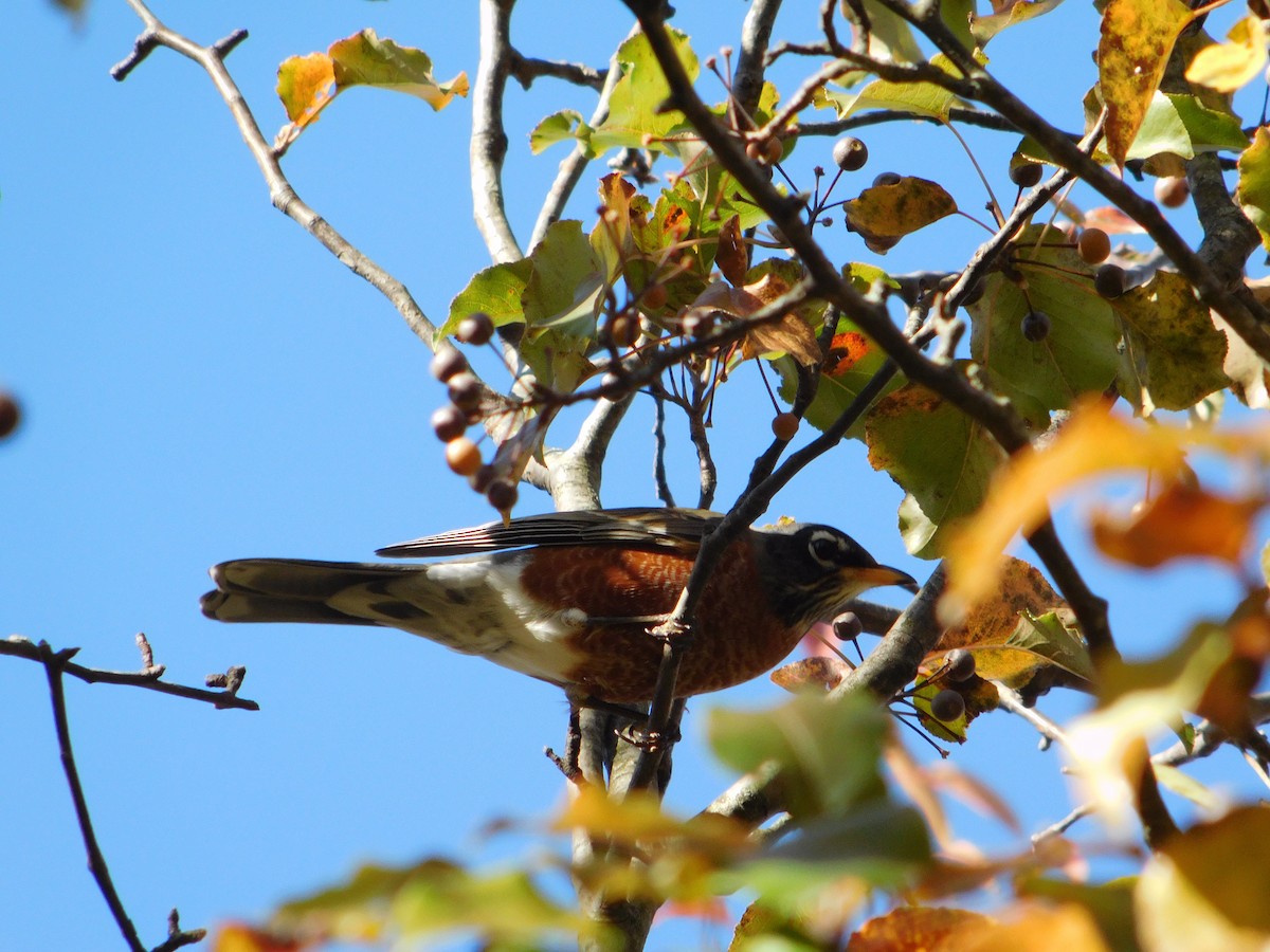 Merle d'Amérique - ML645167360