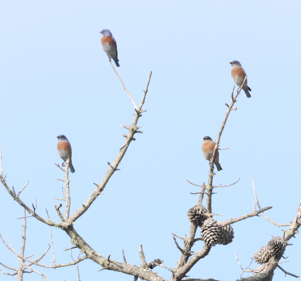 Merlebleu de l'Ouest - ML645167361