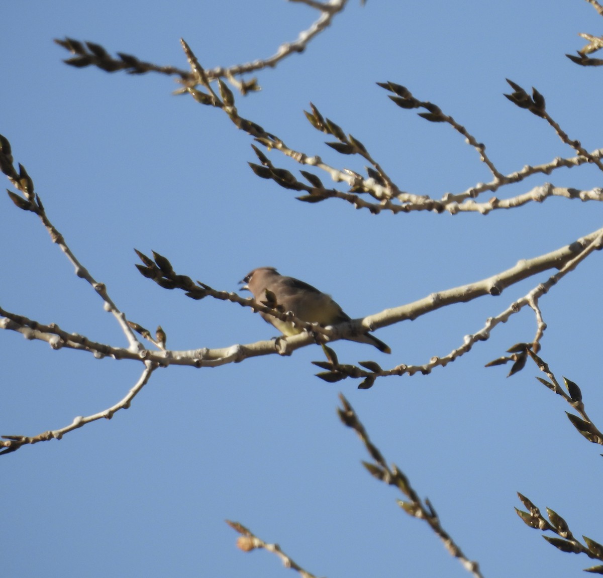 Jaseur d'Amérique - ML645167362