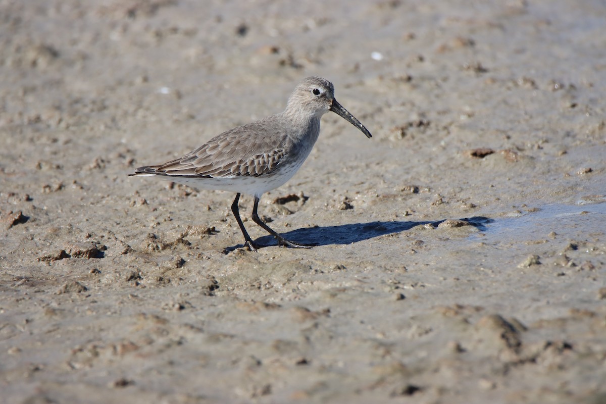 Bécasseau variable - ML645167364