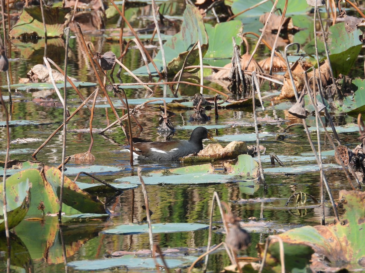 Gallinule d'Amérique - ML645167366