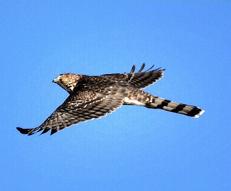 Épervier de Cooper - ML645167367