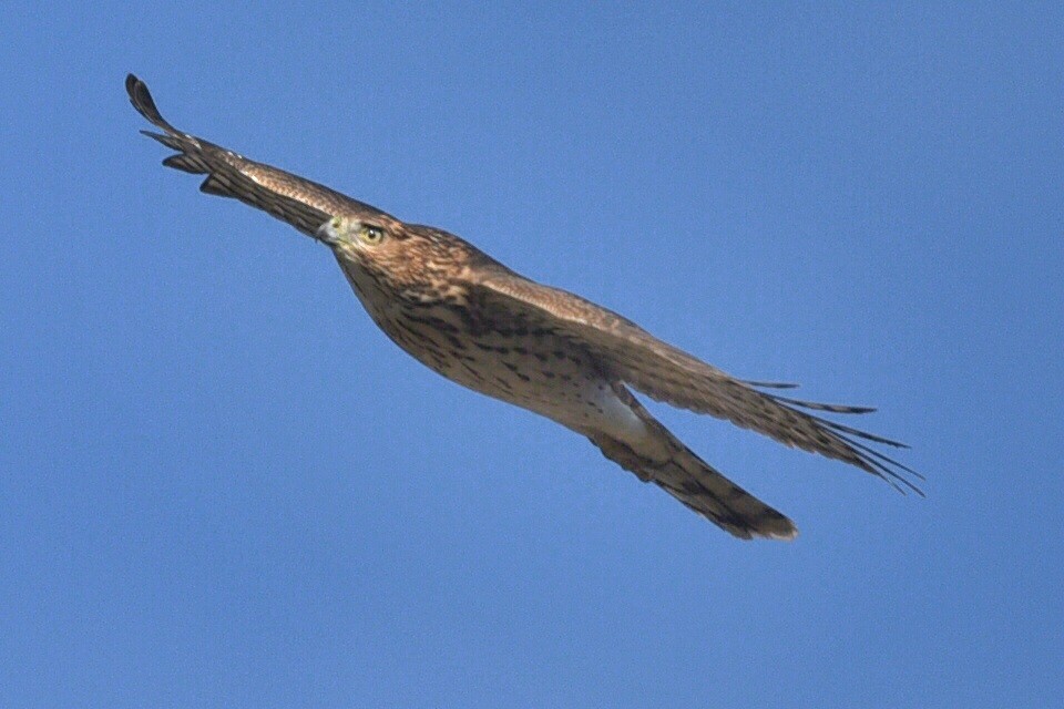 Épervier de Cooper - ML645167368