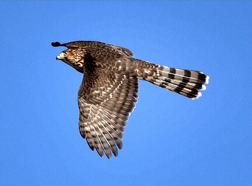 Épervier de Cooper - ML645167369