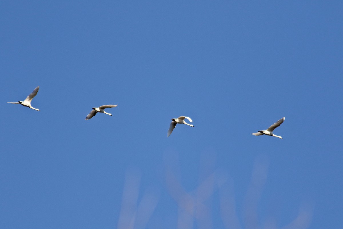 Cygne siffleur - ML645167370