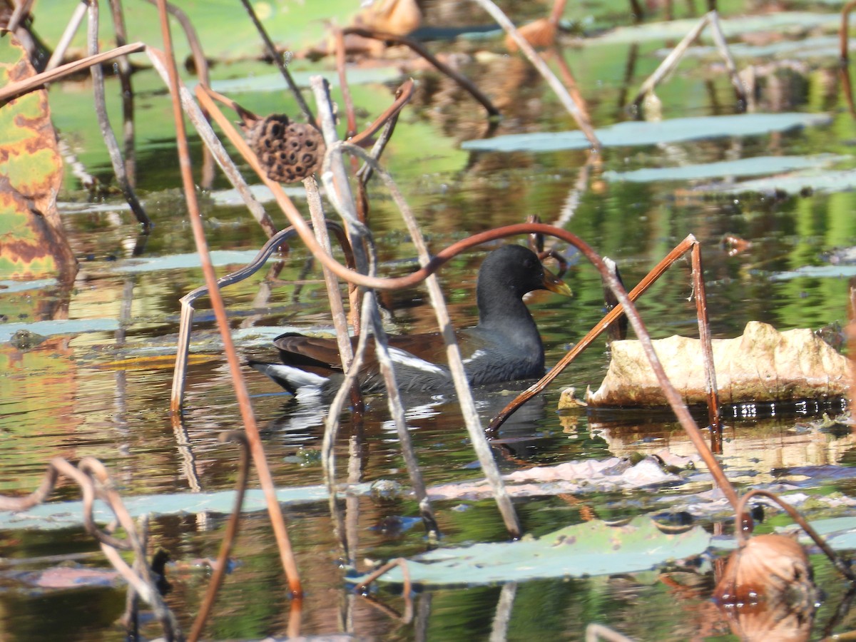 Американская камышница - ML645167408