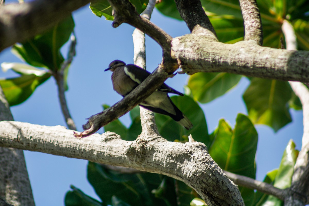 Белокрылая горлица - ML645167409