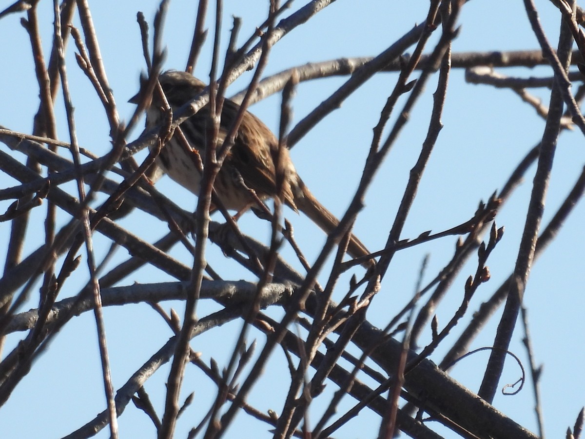 Певчая овсянка - ML645167411