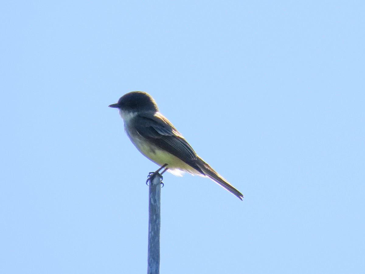 Светлобрюхий фиби - ML645167412