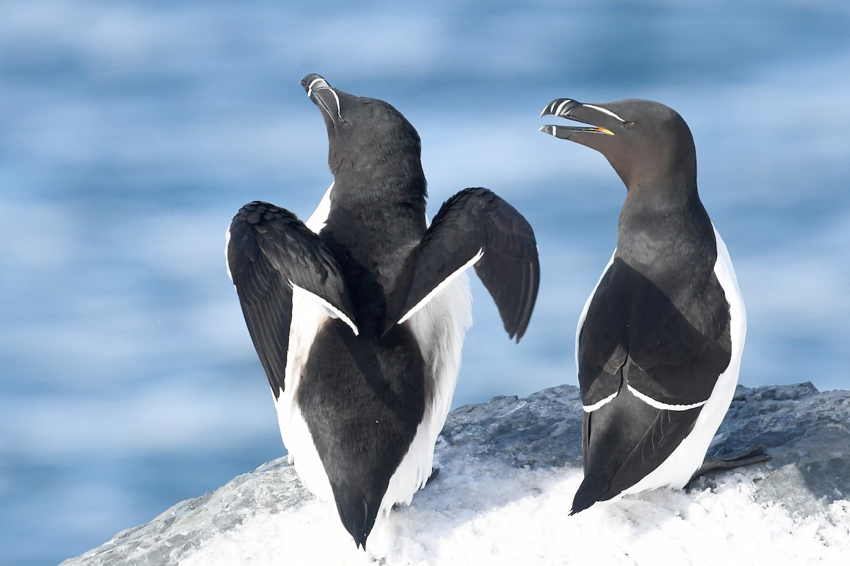 Гагарка - ML645167414