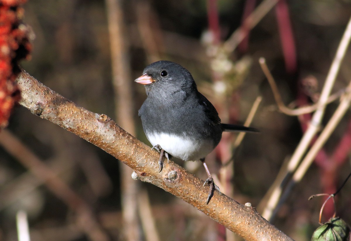 Серый юнко - ML645167415