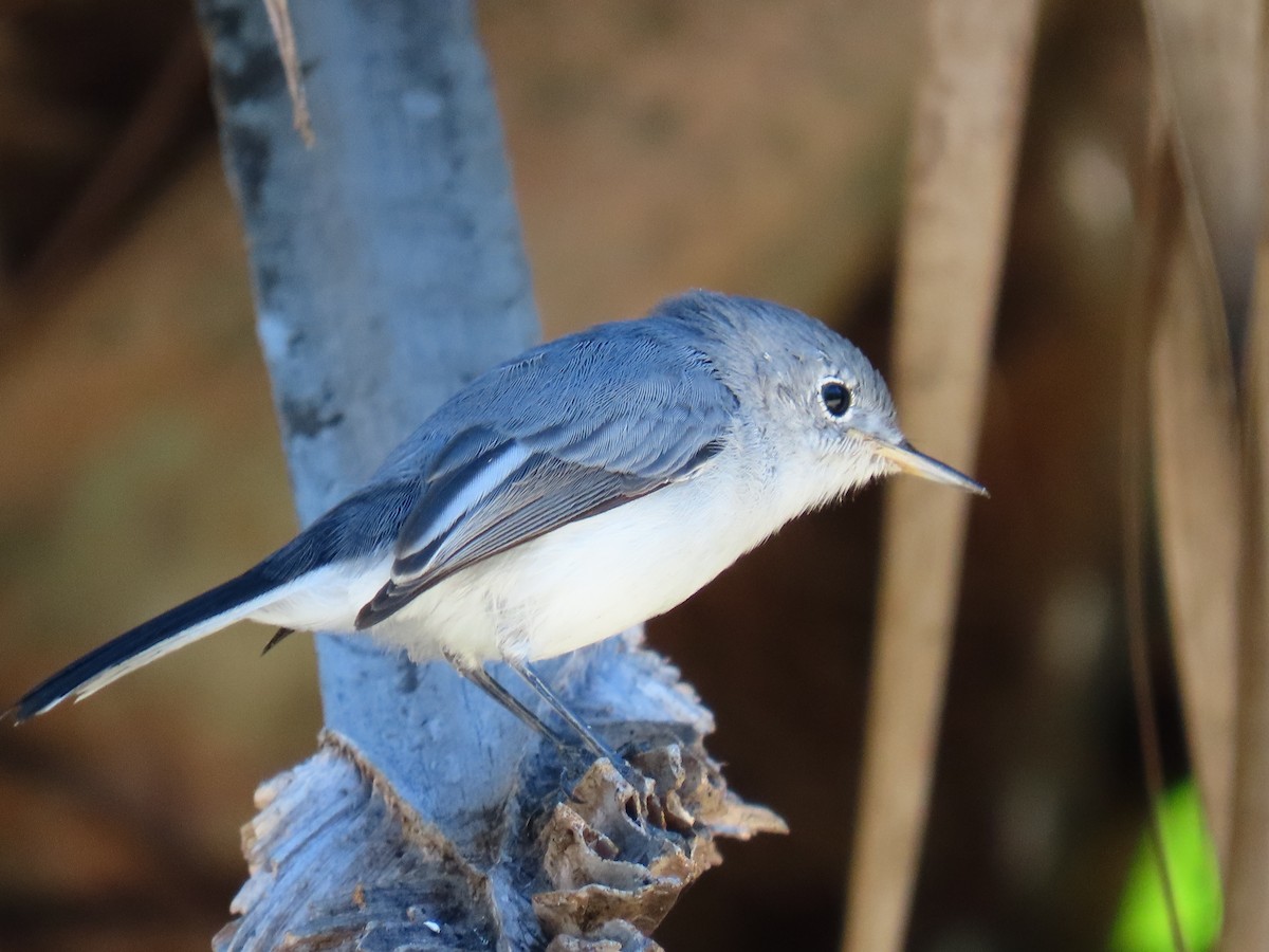 Голубая комароловка - ML645167416