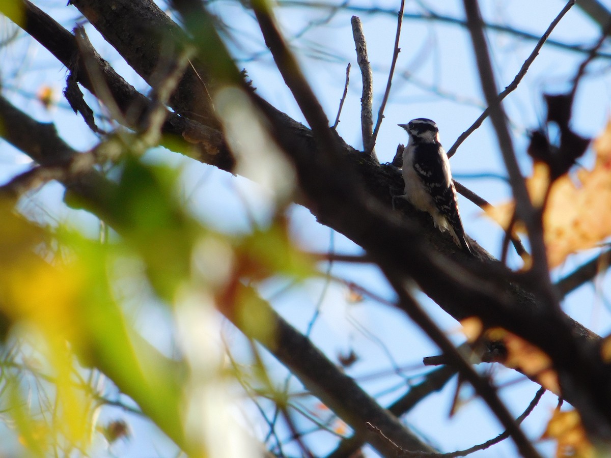 Пушистый дятел - ML645167417