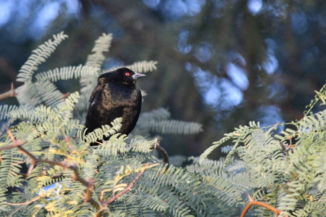 Красноглазый трупиал - ML645167419