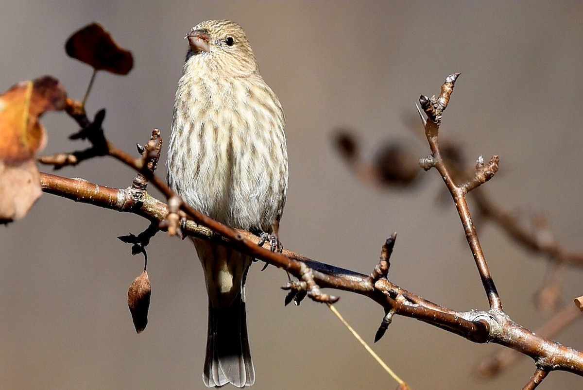 Мексиканская чечевица - ML645167420