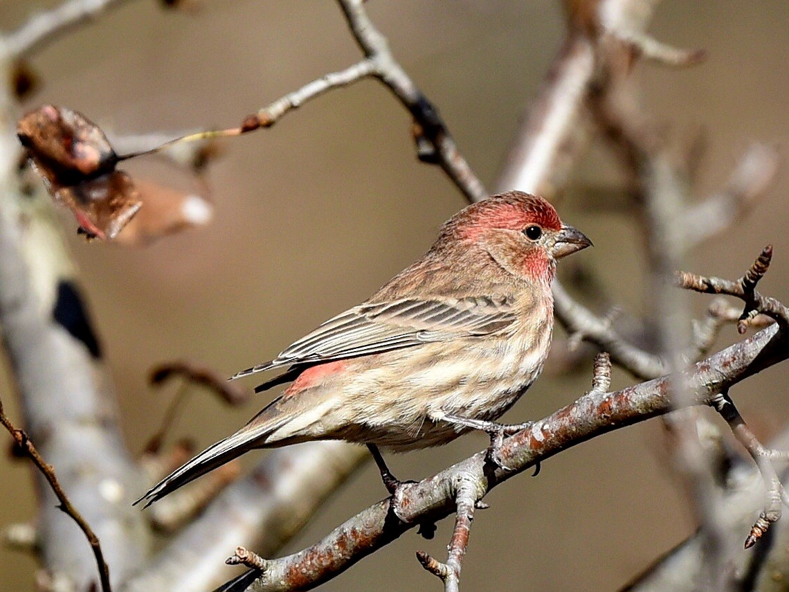 Мексиканская чечевица - ML645167421