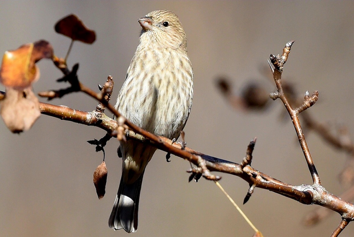 Мексиканская чечевица - ML645167422