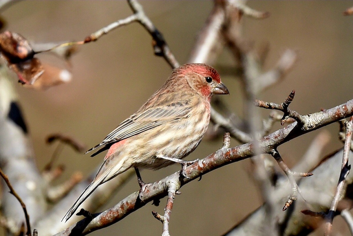 Мексиканская чечевица - ML645167423