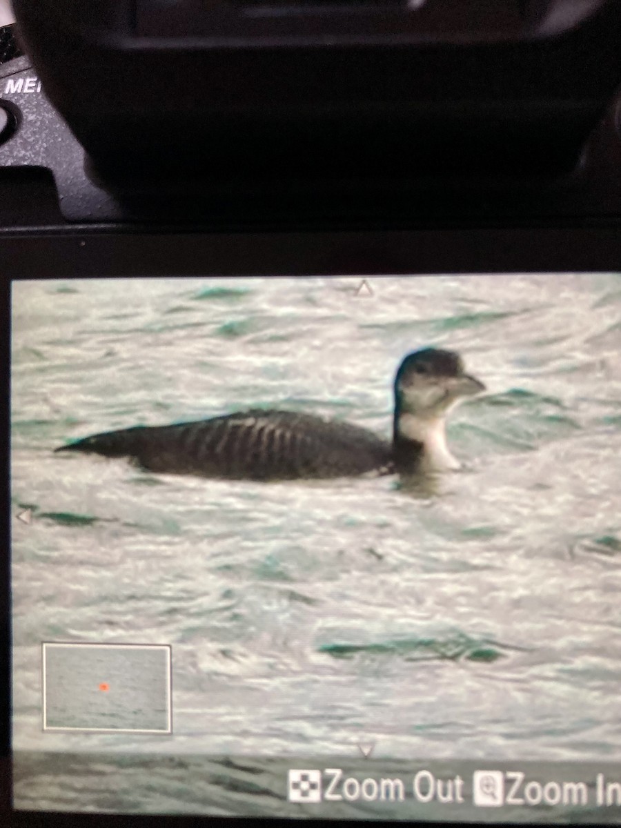 Черноклювая гагара - ML645167424