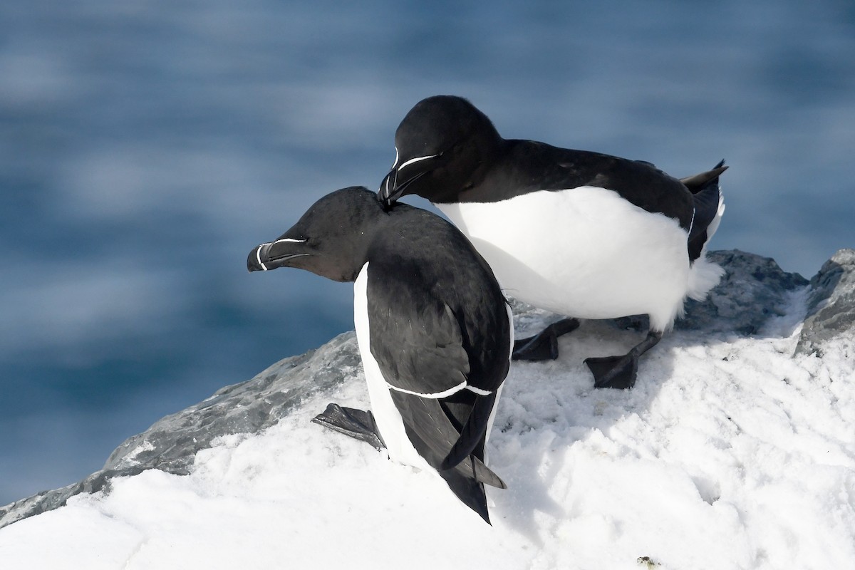 Гагарка - ML645167425