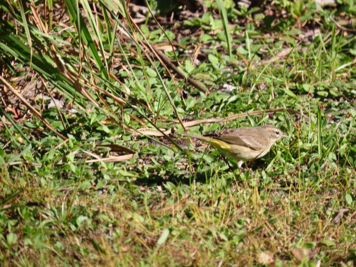 Пальмовая древесница (palmarum) - ML645167426