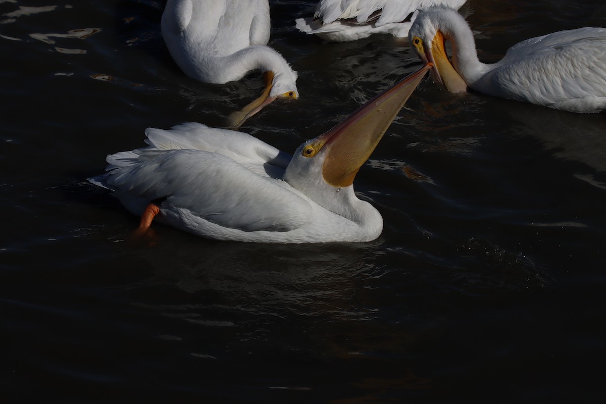 Пеликан-носорог - ML645167427