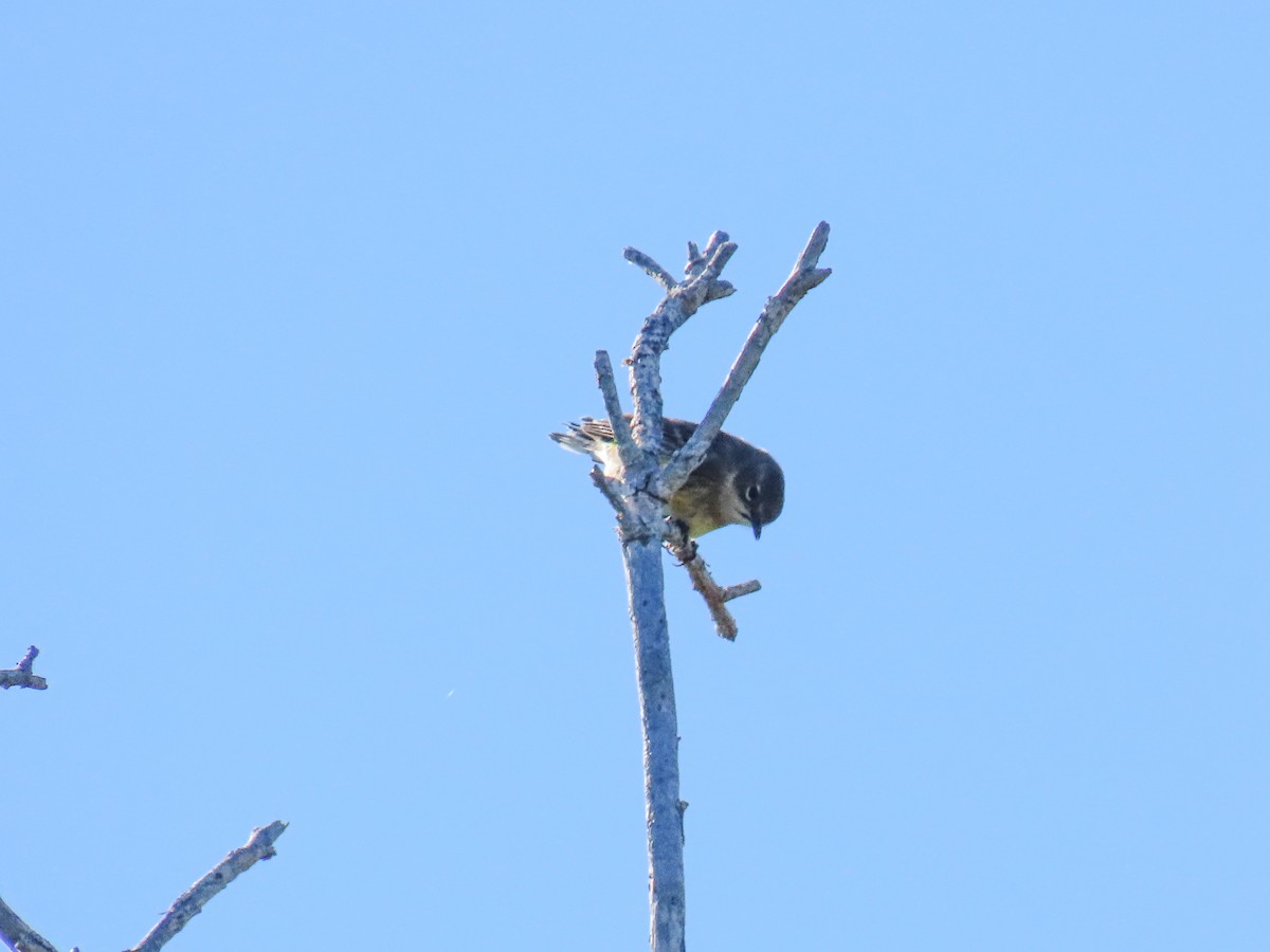 Миртовый певун - ML645167430