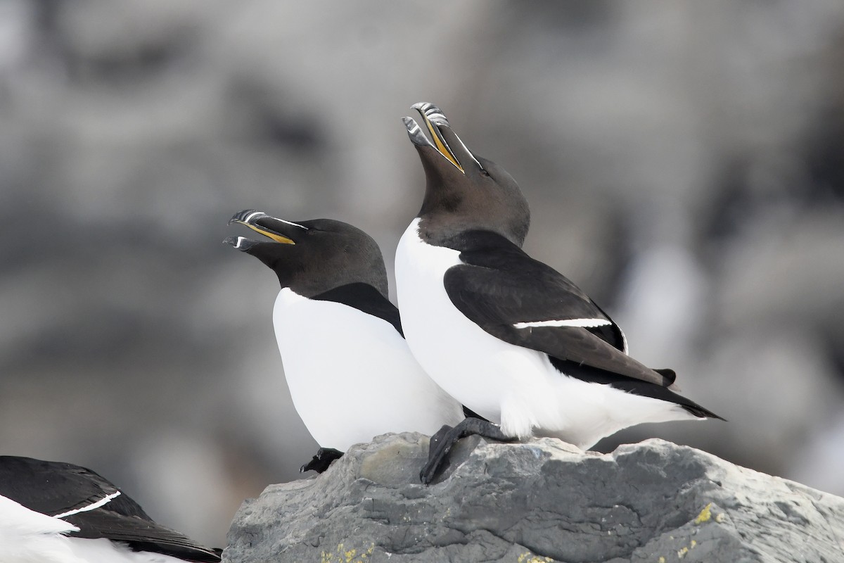 Гагарка - ML645167431