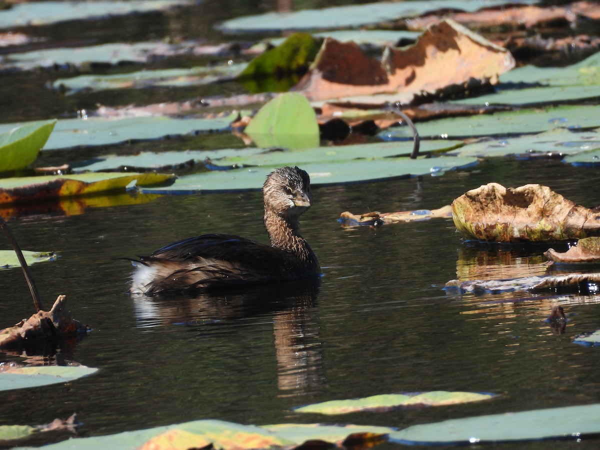 Пестроклювая поганка - ML645167434