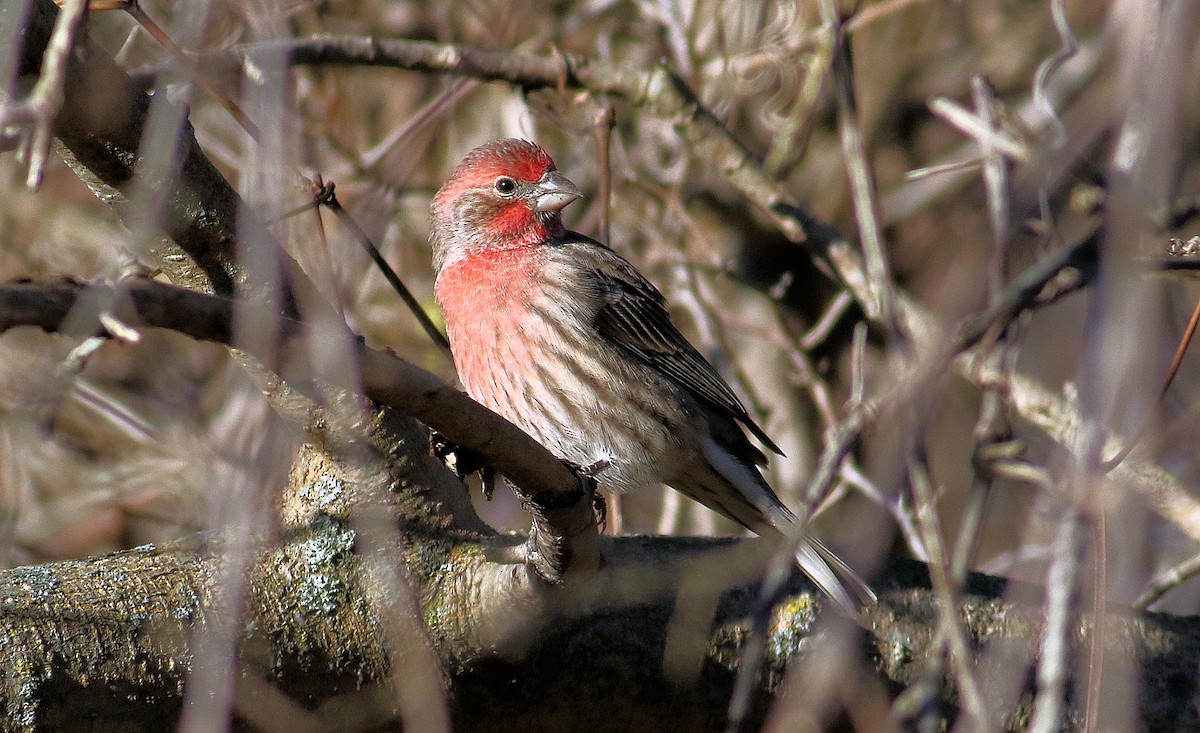 Мексиканская чечевица - ML645167435