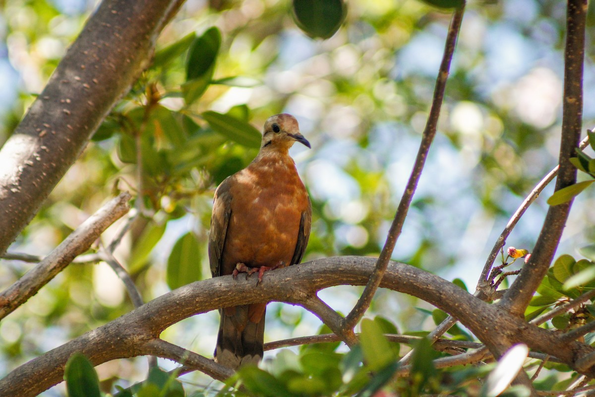 Антильская горлица - ML645167437