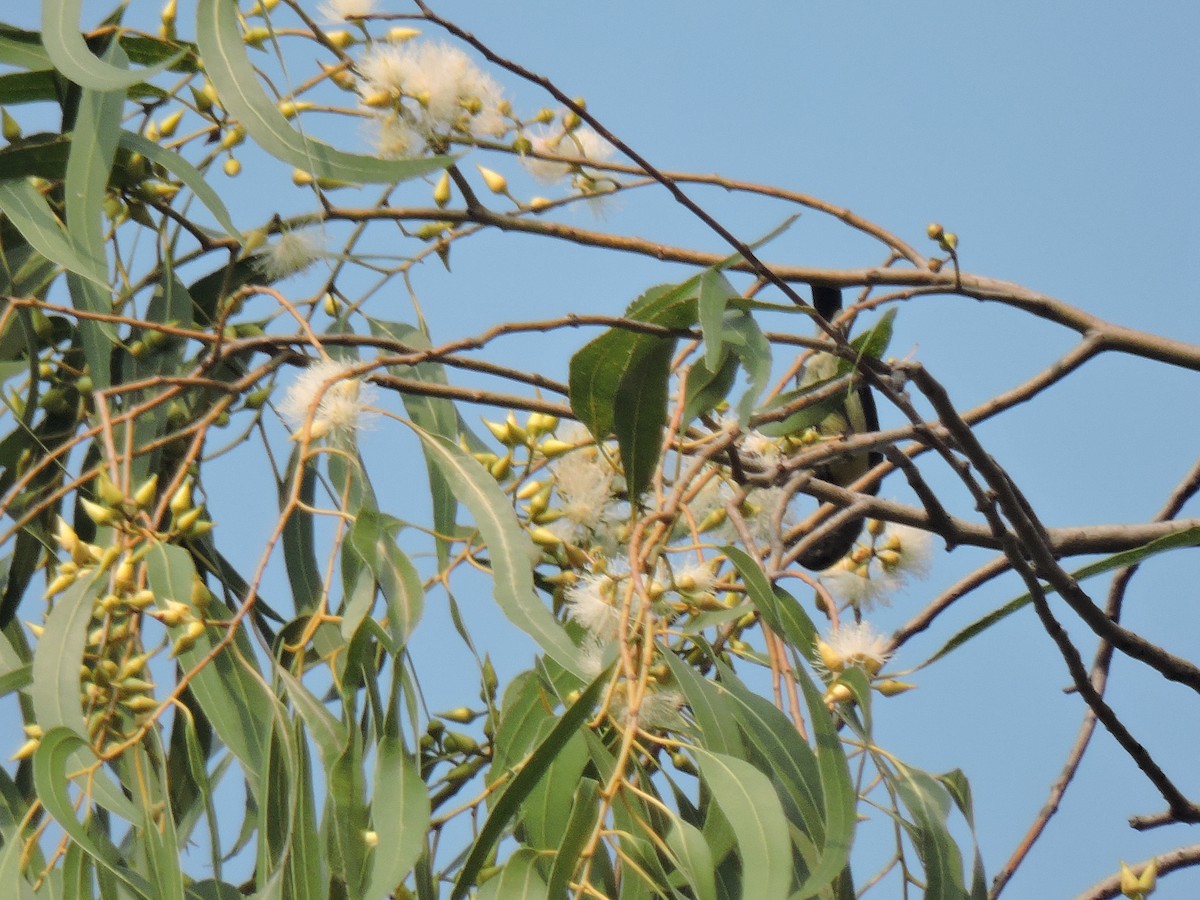 Лимонная нектарница - ML645167442