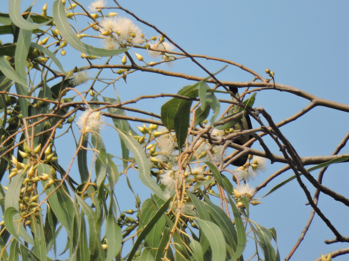 Лимонная нектарница - ML645167443