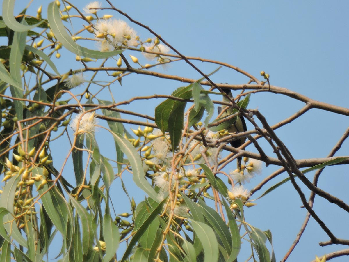 Лимонная нектарница - ML645167444