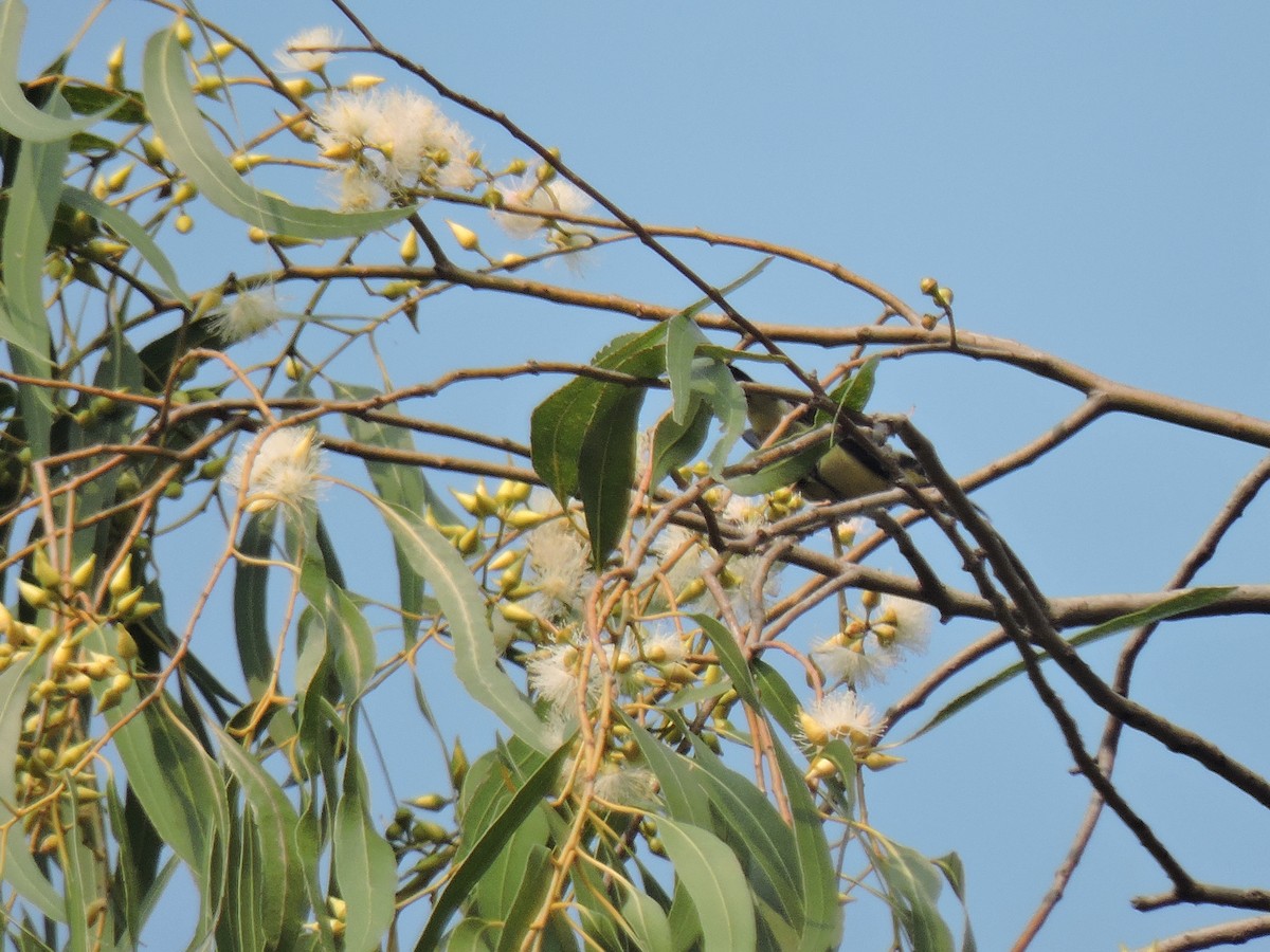 Лимонная нектарница - ML645167446