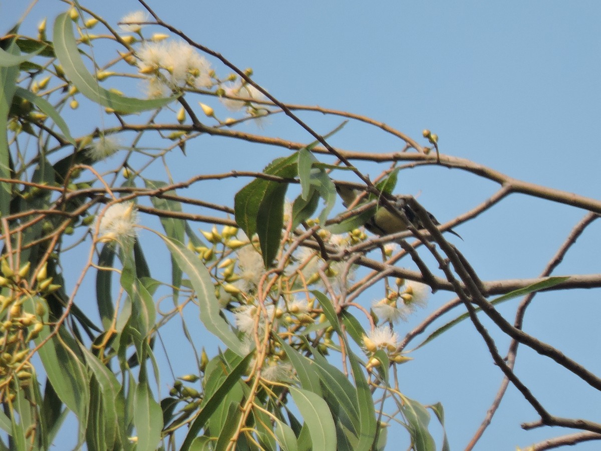 Лимонная нектарница - ML645167447