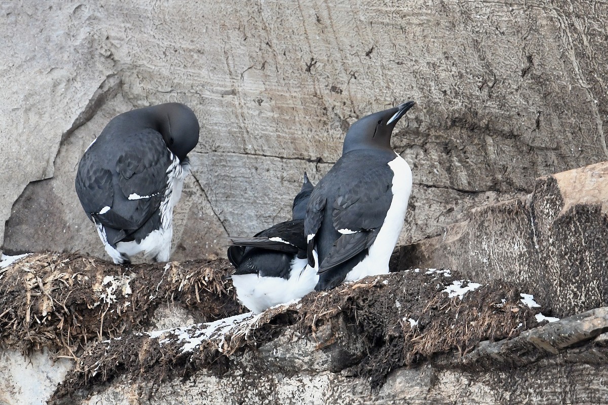 Толстоклювая кайра - ML645167448