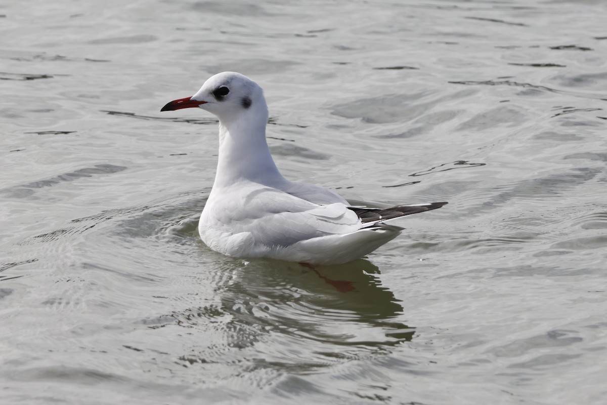 Озёрная чайка - ML645167449