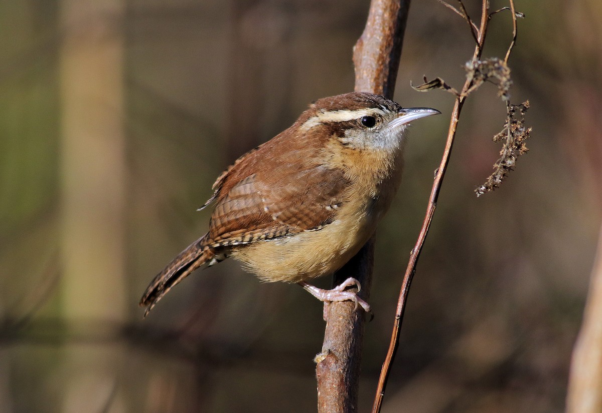 Carolina Wren - ML645167450